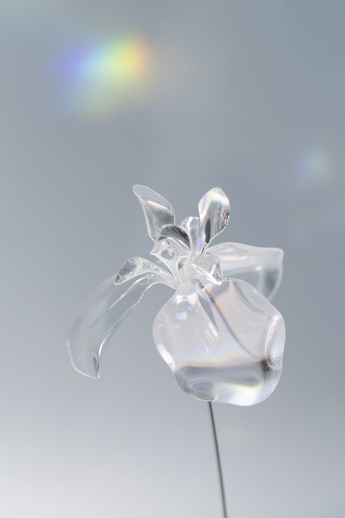Prism Flower #1 / Iris (S)