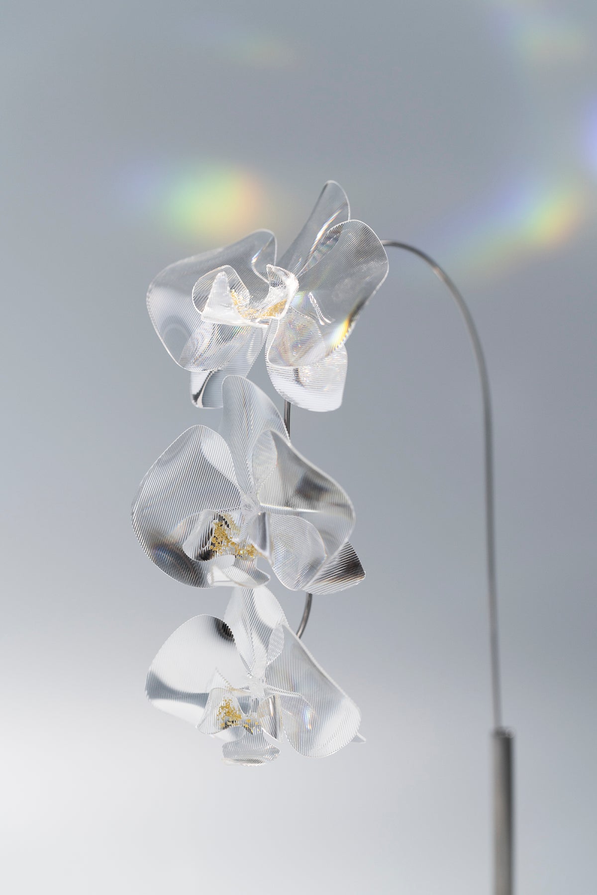 Prism Flower #1 / Kocho-ran 3 (S)