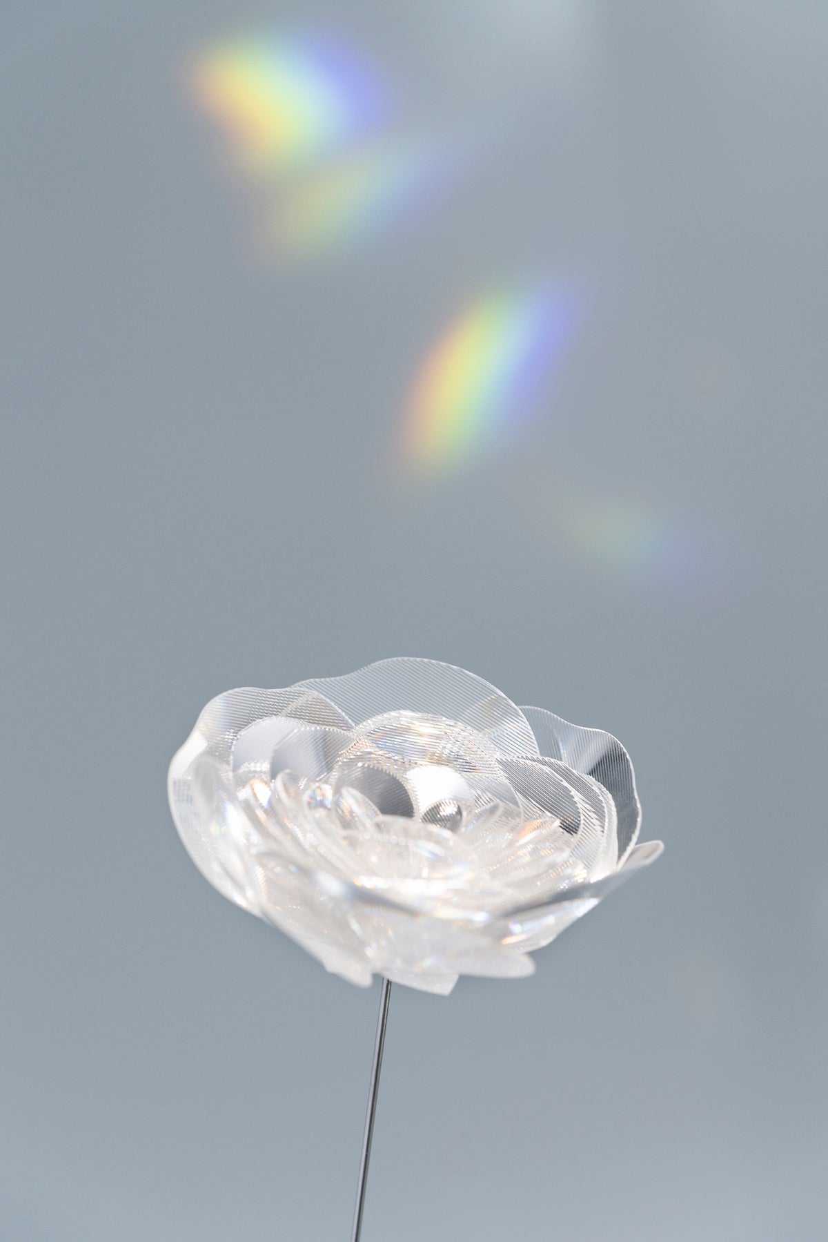 Prism Flower #1 / Ranunculus