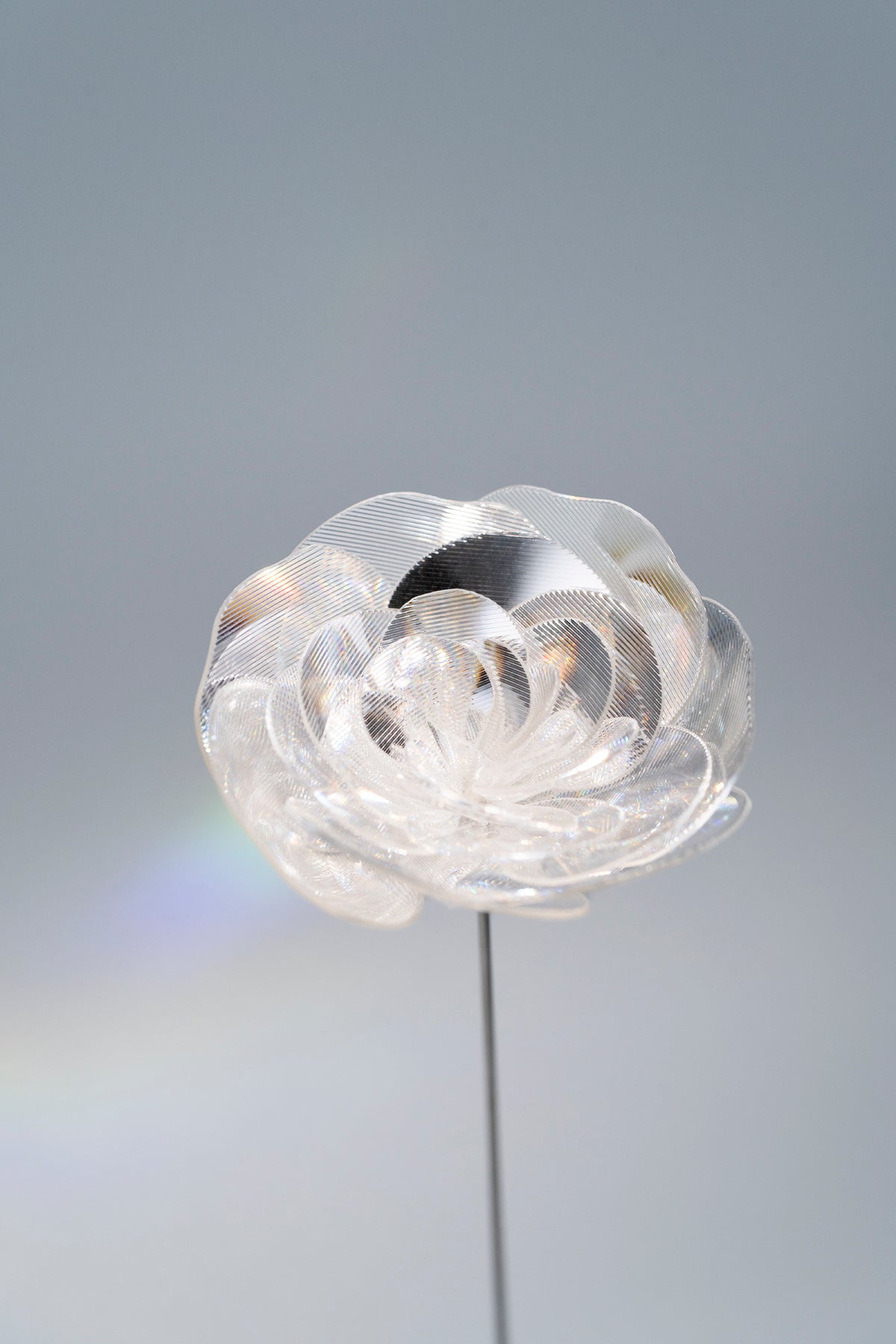 Prism Flower #1 / Rununculus (S)