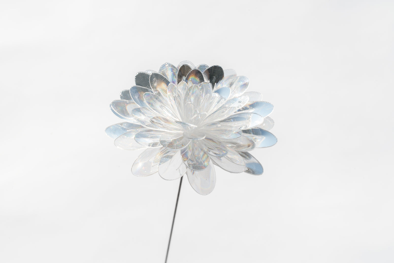 Prism_Flower__1_kiku_top_01_16